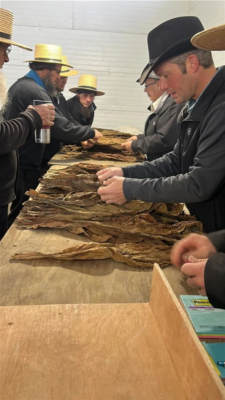 Personas trabajando con hojas de tabaco