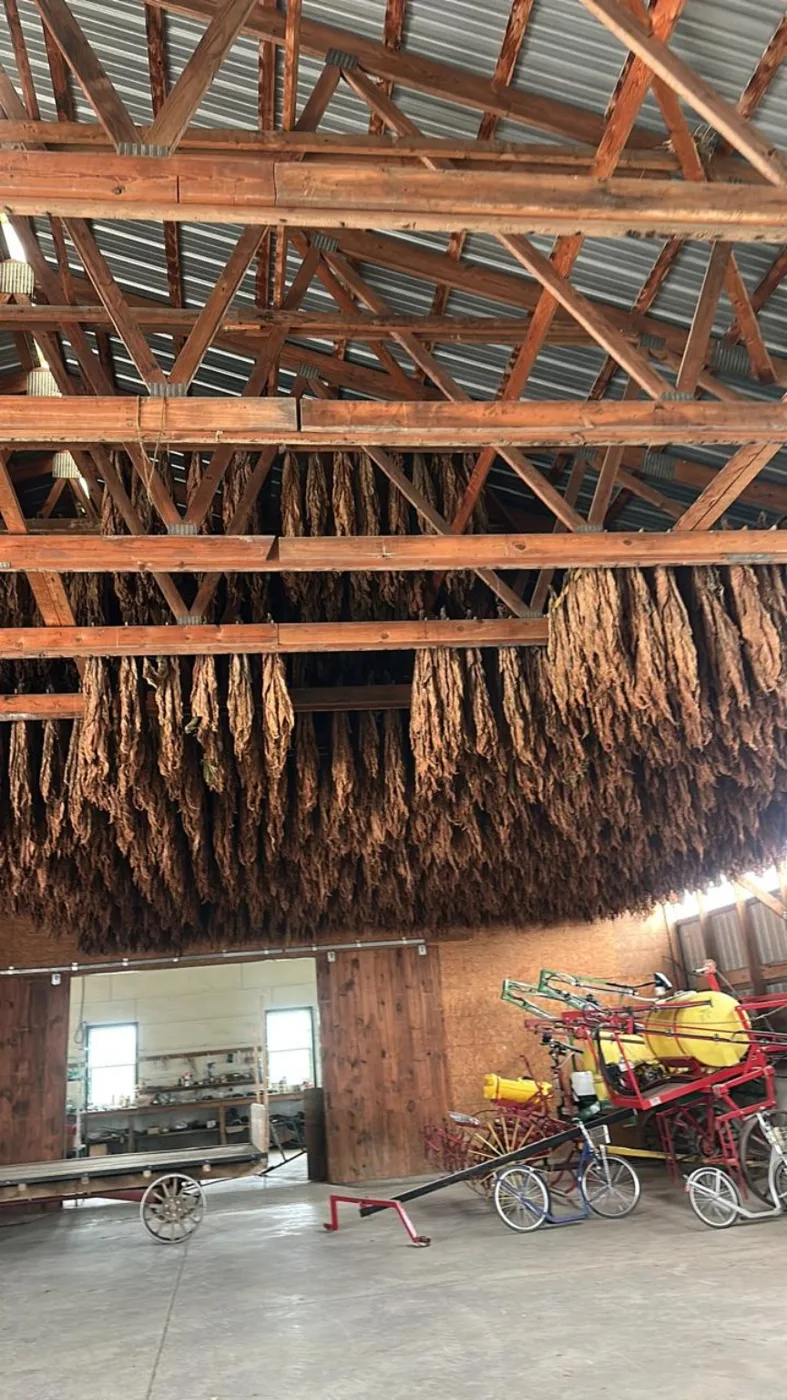 Hojas colgadas en un espacio de secado