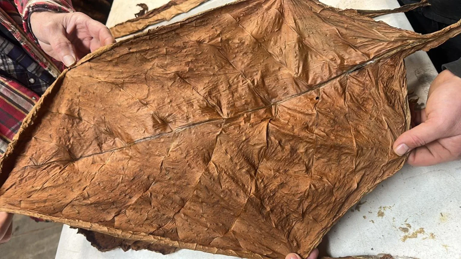 Detalle de una hoja de tabaco sostenida para su revisión