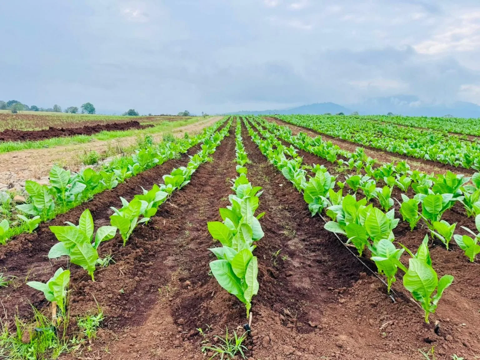 Cultivo de tabaco en República Dominicana