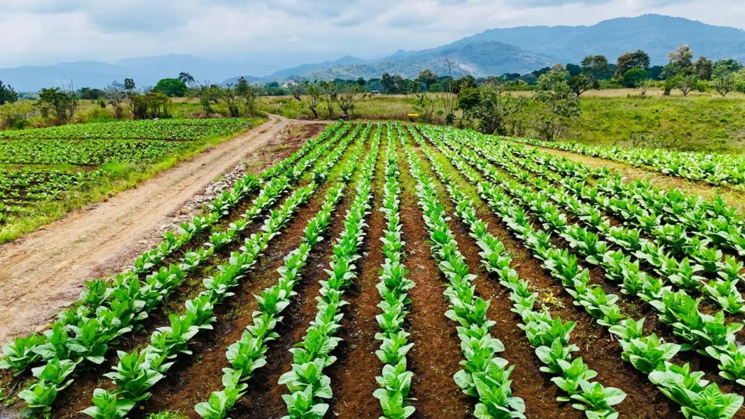 Cultivo de tabaco