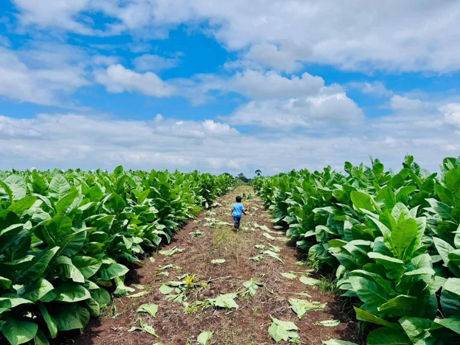 Hileras de plantas de tabaco en el campo